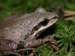 Some describe the southern chorus frog as sounding like a cold/tired upland. Species Profile Southern Chorus Frog Pseudacris Nigrita Srel Herpetology
