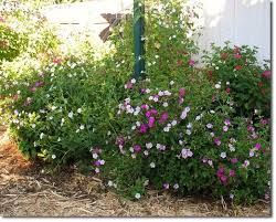 Four o'clock ( mirabilis jalapa or marvel of peru) is the most commonly grown ornamental species of mirabilis, and is available in a range of colours. Due Diligence Four O Clock Plants The Permaculture Research Institute