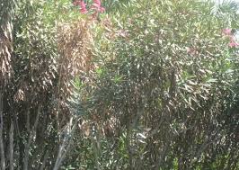 Image result for Sphaeropsis tumefaciens oleander symptoms