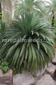 Image result for Moraea carsonii