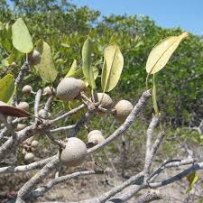 Image result for Manilkara mochisia