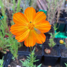 Image result for Cosmos sulphureus