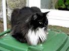 Long Haired Black And White Cat Stock Photos Images ...