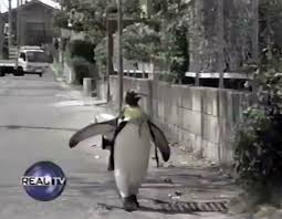 I think animals should be kept in nature where they belong. This Rescued King Penguin Loved Going To The Fish Market So Much That His Family Taught Him How To Buy Fish On His Own Bored Panda