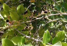 Image result for Dialium