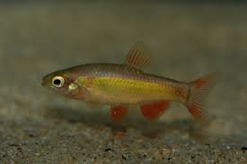 Image result for Neobolusia