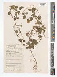 Image result for Grona adscendens