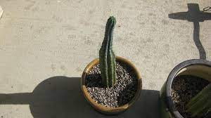 Next, slice off the top and sides of your pods carefully using a knife to expose the. Why Are My Cacti Growing Skinny Botanicals Mycotopia
