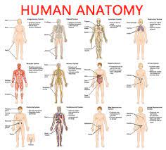 Full Picture Real Human Body Full Human Body Diagram Full Body Anatomy Picture Human Body Organs Human Body Anatomy Human Body Organs Human Body Diagram