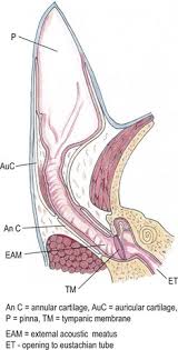 Some affected cats have more serious clinical signs (eg, ataxia, head tilt, nerve deficits). Ear Veterian Key