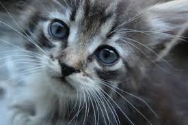 To increase your chances of catching a perfect cat photo, use a continuous shooting mode. Lonely Kitten Photography By Igor Bronzov Artmajeur