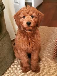 We did not find results for: All About The F1b Goldendoodles Ebknows