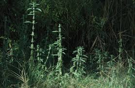 Image result for Meiosperma