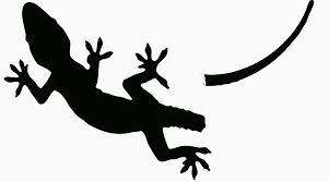 Mewarnai gambar cicak contoh gambar mewarnai download gratis gambar cicak hitam putih ini dalam ukuran besar di link berikut download gambar mewarnai cicak mendapat rating 4 5 dari 5. Datdut Com Ini 5 Fakta Unik Tentang Cicak