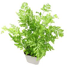 Image result for Pteris kivuensis