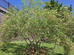 More than 43 pink willow tree at pleasant prices up to 5 usd fast and free worldwide shipping! Plants For Dallas Your Source For The Best Landscape Plant Information For The Dallas Ft Worth Metroplex Desert Willow