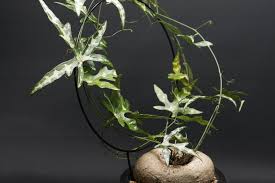 Image result for Adenia kirkii