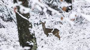 Die voraussetzungen sind dafür schon erfüllt, wie unser meteorologe denis möller im video erklärt. Es Wird Kalt Kommt Am Wochenende Der Erste Schnee