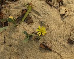 Image result for Sonchus dregeanus