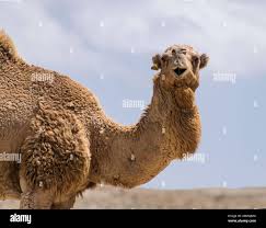 How A Saudi Entrepreneur And Amish Farmers Are Bringing Camel Milk To  America | Cnn