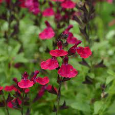 Use in borders, along walkways, and in the xeriscape (see photo below). Salvia Greggii Mirage Burgundy