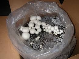 Https Www Cappersfarmer Com Farm And Home Magic Mushrooms
