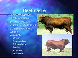 The florida brahman association (fba) is the official organization of brahman producers in the state of florida, u.s.a. Brahman Cattle Advantages And Disadvantages