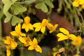 Image result for Monopsis decipiens