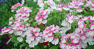 Check spelling or type a new query. How To Grow And Care For Verbena Gardener S Path