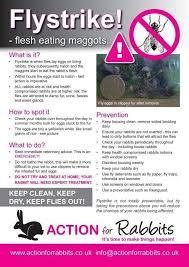 Flystrike In Rabbits Pet Bunny Rabbits Bunny Care Pet Bunny