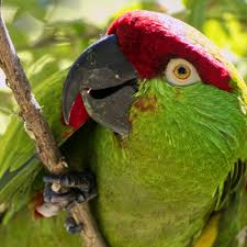 Image result for parrot