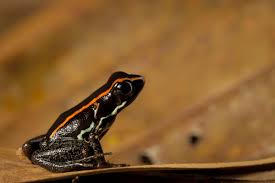 Chasing The Elusive Golfo Dulce Dart Frog Blog Nature Pbs Dart Frog Poison Dart Frogs Frog