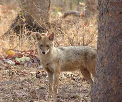 Indian Jackal Scientific Name Canis Aureus Indicus Rank Subspecies Higher Classification Golden Jackal Jackal In 2020 Domestic Dog Black Backed Jackal Canis