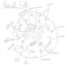 These many pictures of animal cell and plant cell drawing list may become your inspiration and informational purpose. File Animal Cell Diagram Png Wikimedia Commons