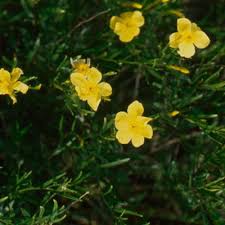 Image result for Jasminum meyeri-johannis