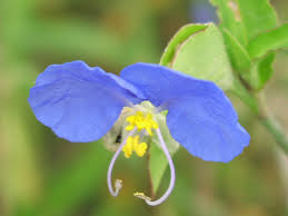 Image result for Commelina reptans