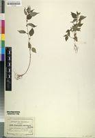 Image result for Pouzolzia guineensis