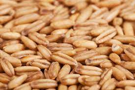 Oats And Oat Hay For Your Horse Equimed Horse Health Matters