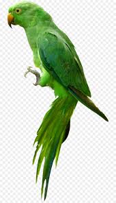 Grey Background Download parrot png free icons and png images. grey background