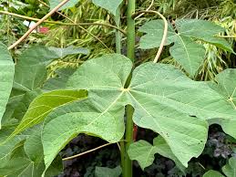 Image result for Firmiana