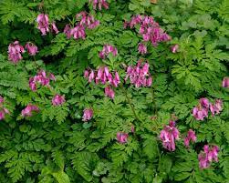 Dicentra Formosa Pacific Bleeding Heart Perennial With Fern Like Leaves And Drooping Pink Mine Purple Y Woodland Plants Bleeding Heart Ornamental Trees