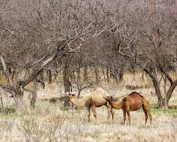 Used as restraints around the arms and legs, the coarse metal cut into captive africans' skin for the many months they spent at sea. Why Aren T Wild Camels Roaming Far West Texas And Southern New Mexico Like They Are In Australia The Usa Army Brought Them To Fort Davis In The 1800s The Land Is Very