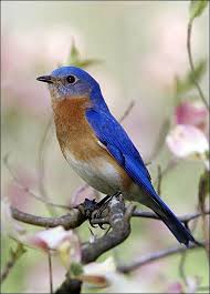 Blue Bird With Orange Wings Hello World Blue Bird Eastern Bluebird Bird