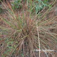 Image result for Sorghastrum