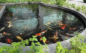 Pakar fengshui, xiang yi, dalam bukunya yang berjudul 'membongkar mitos feng shui' menjelaskan bahwa memang. Punya Kolam Ikan Di Rumah Ini Risiko Yang Harus Ditanggung Okezone Lifestyle