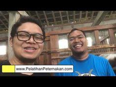 Godean km 15, dusun kolowenang, sumber arum, moyudan, sleman, yogyakarta. 37 Ide Domba Kambing Kambing Domba Beternak Kambing