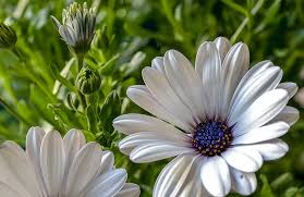 Maybe you would like to learn more about one of these? Beautiful White Daisy Flower White Sun Spring Field Country Side Nature Plants Georgia Pikist