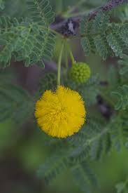Image result for Mimosa Yellow 1990 Tracer