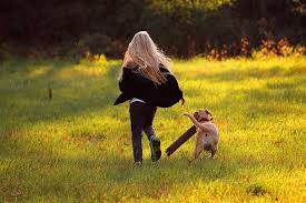 They prefer areas with full sun, as partial sun makes it leggy. Late Summer Sun Heat Nature Summer Bright Scenic Atmosphere Rest Sunset AbendstimmungÙÙ‰ Ø£Ùˆ Imghi