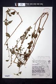 Image result for Cantinoa americana